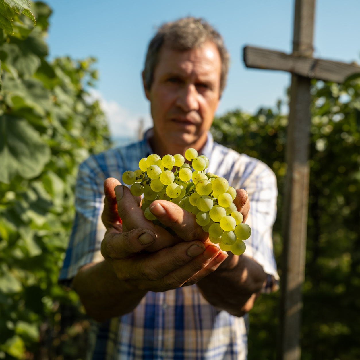 Weingut Unterhofer, Familienweingut in Südtirol, Wein aus Kaltern, Südtiroler Weine, Weinverkostung in Kaltern