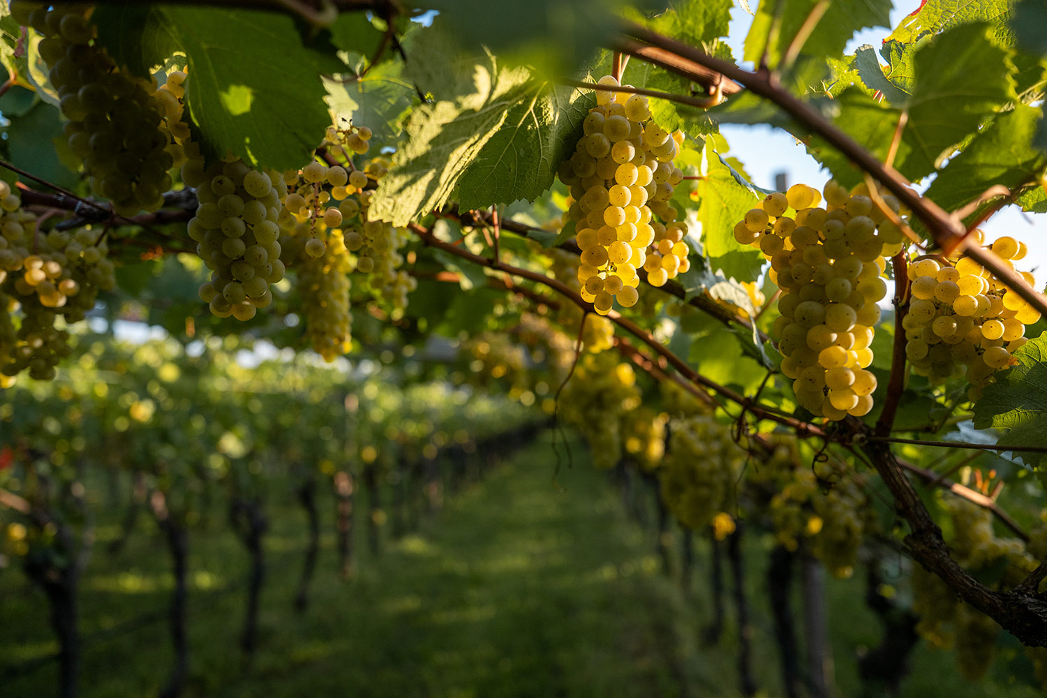 Philosophie Weingut Unterhofer