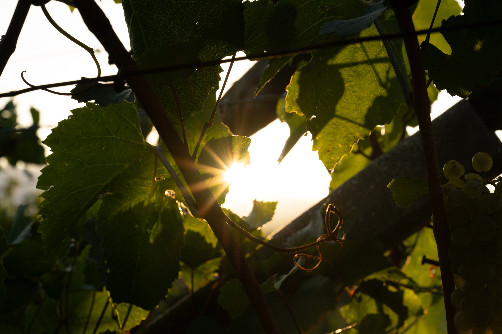 Weingut Unterhofer