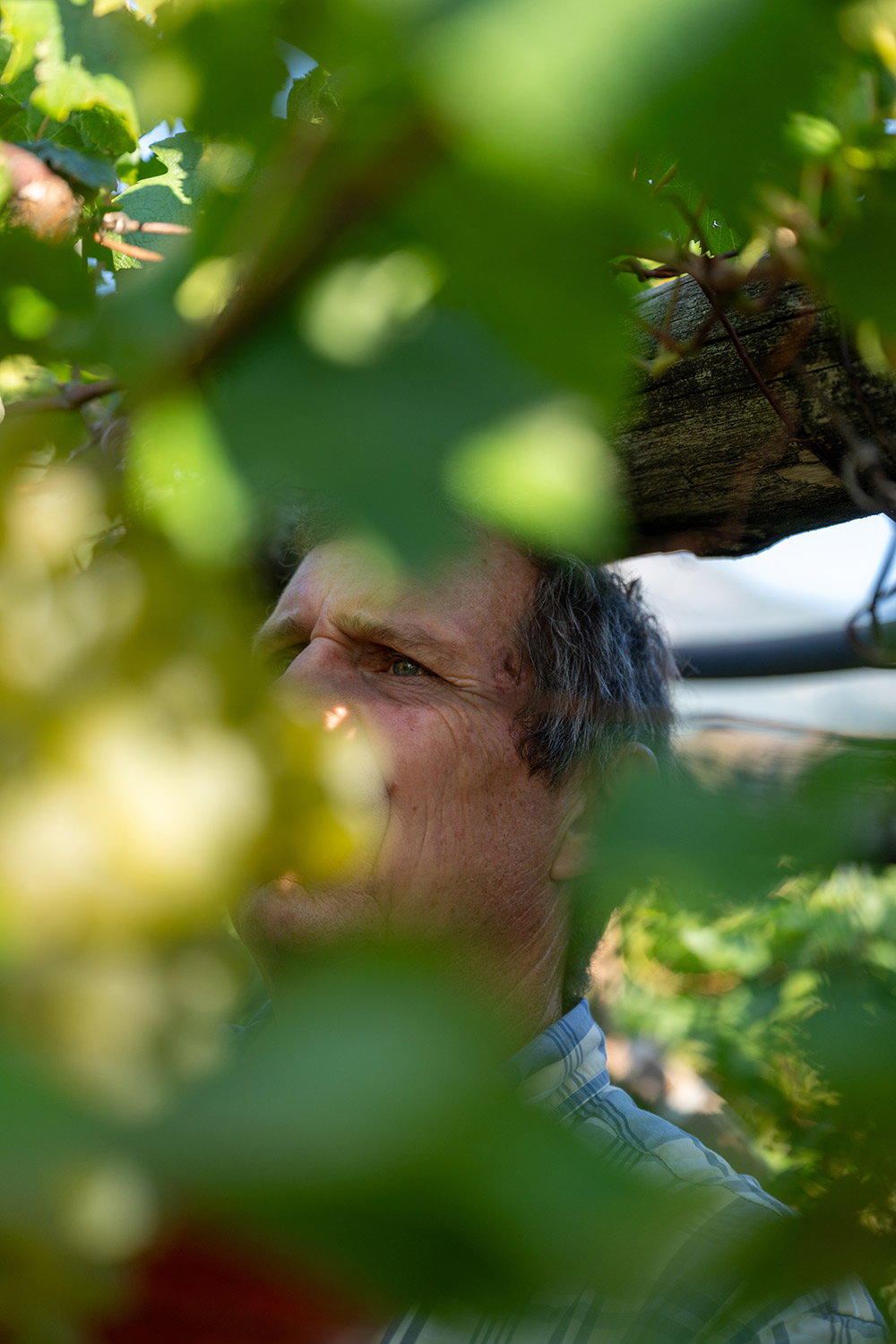 Weingut Unterhofer