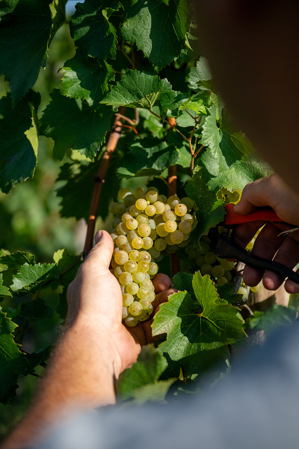 Arbeit im Weinberg Unterhofer
