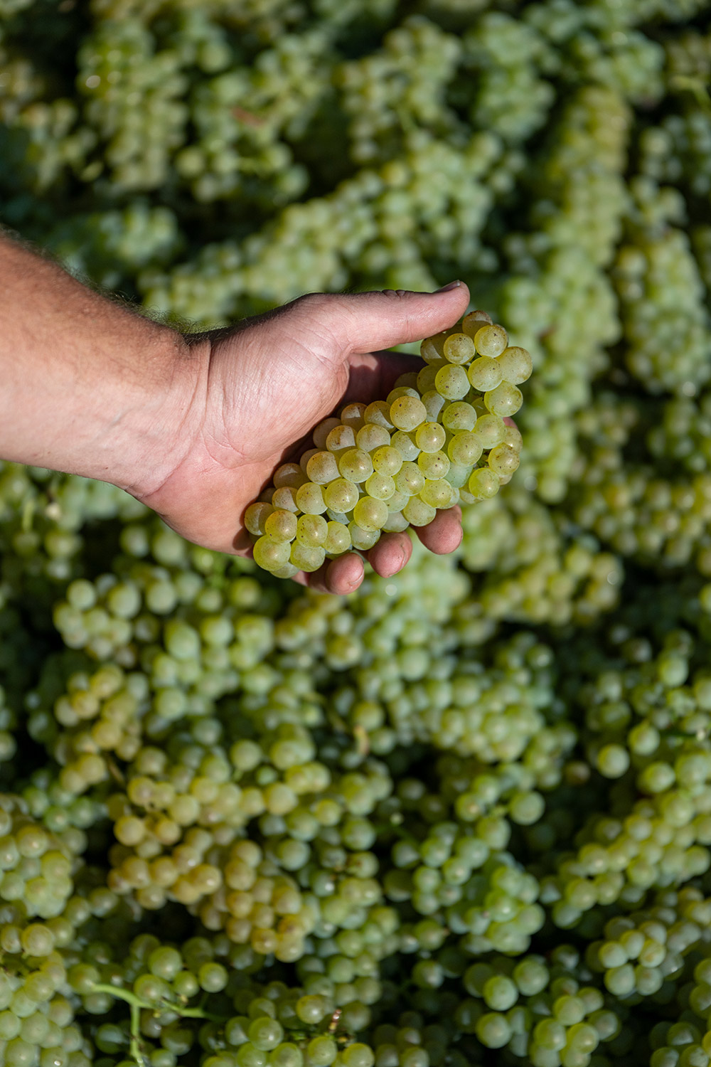 Weingut Unterhofer